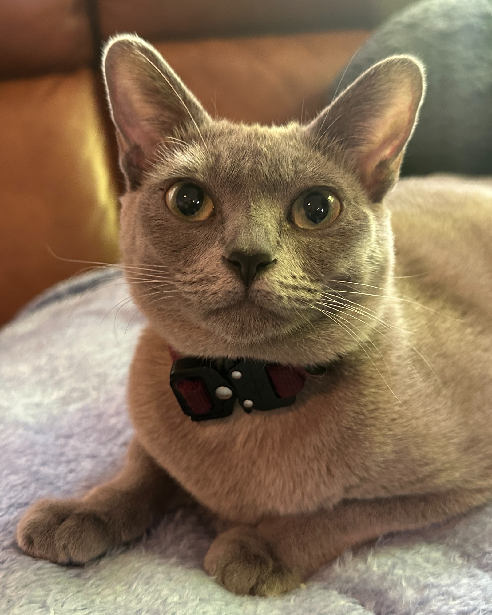 Bluebonnet (Bonnie)