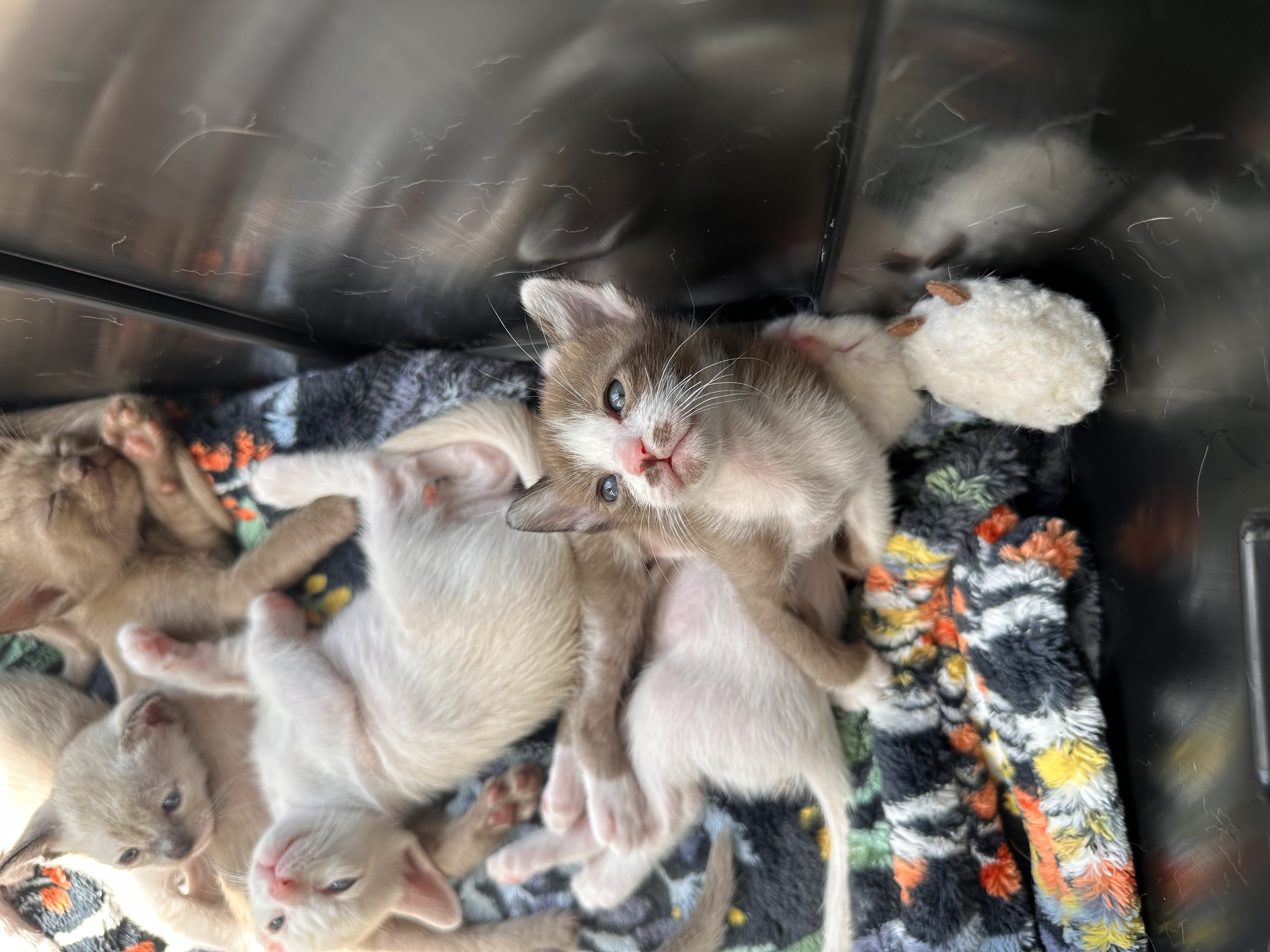 Companion Cats and Kittens