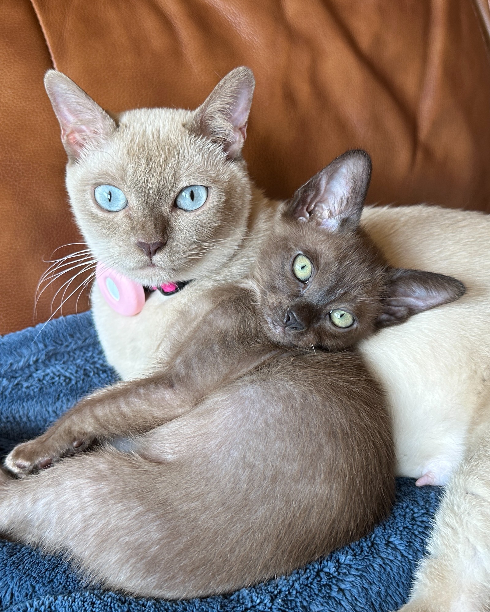 Companion Cats and Kittens