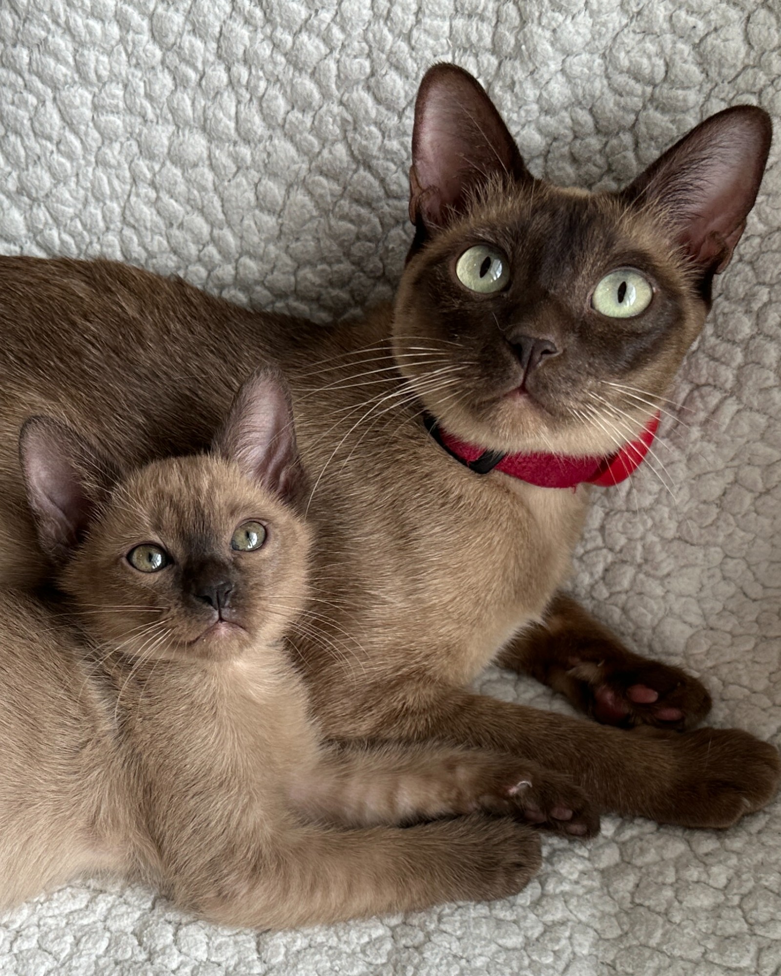 Companion Cats and Kittens