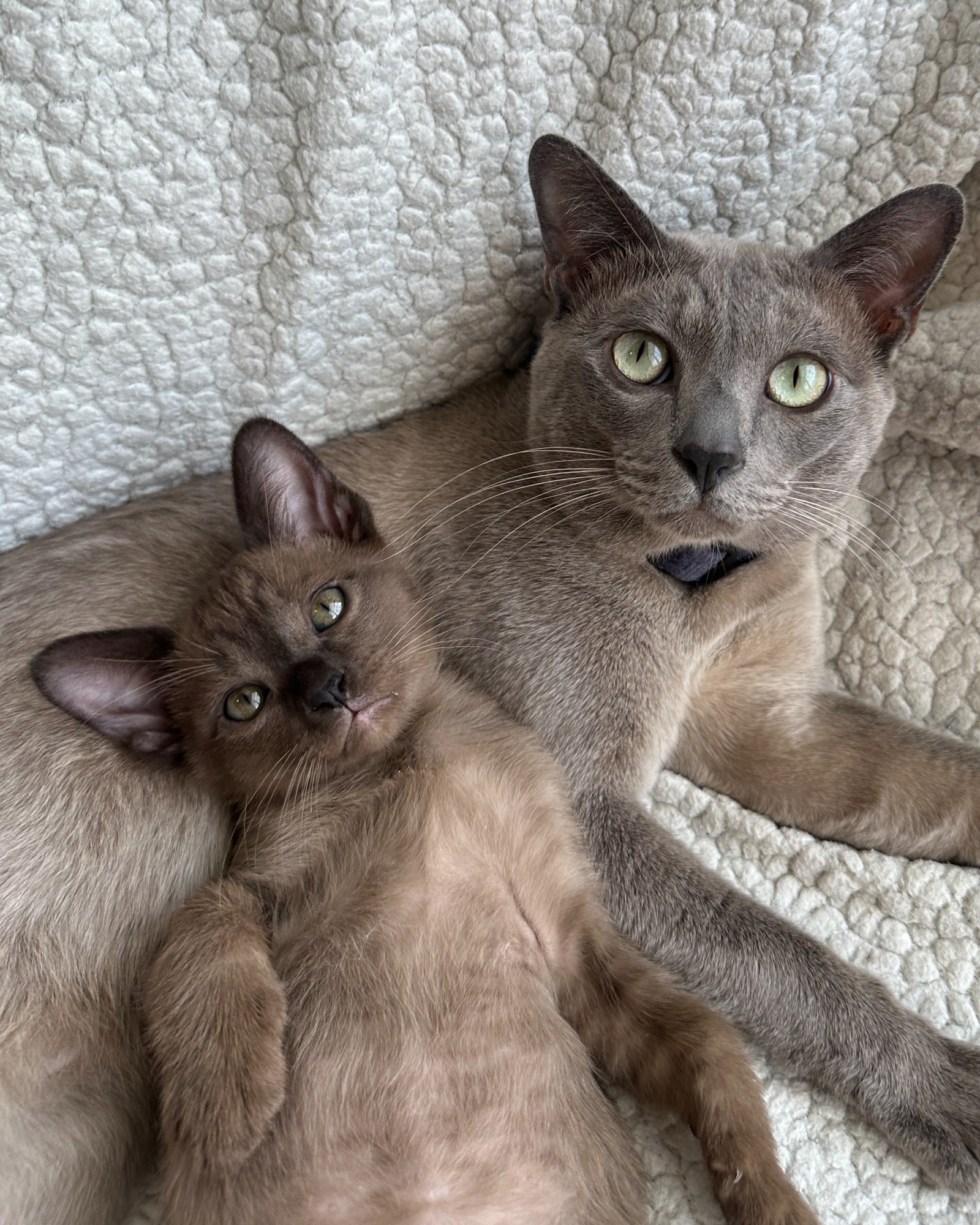 Companion Cats and Kittens