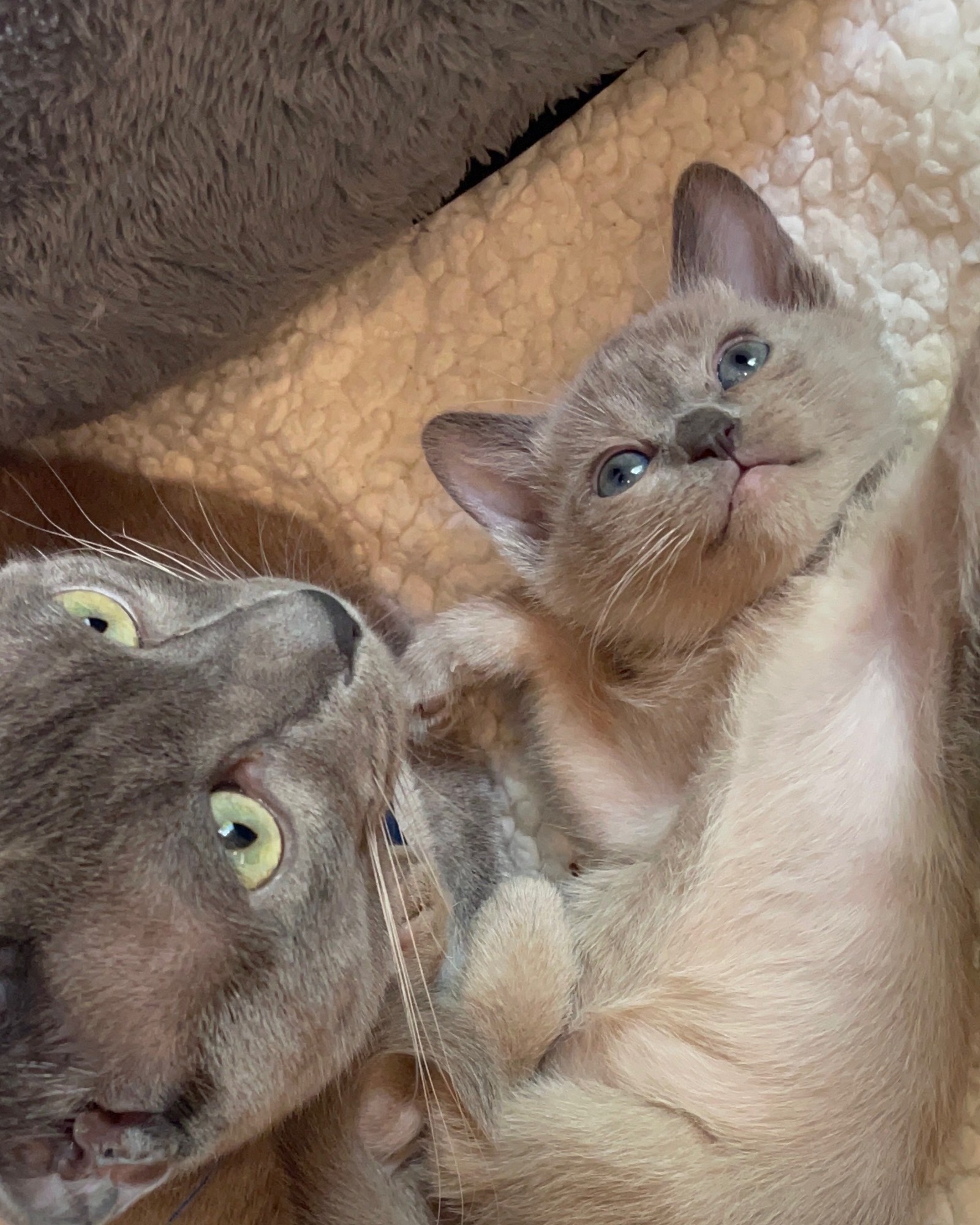Companion Cats and Kittens