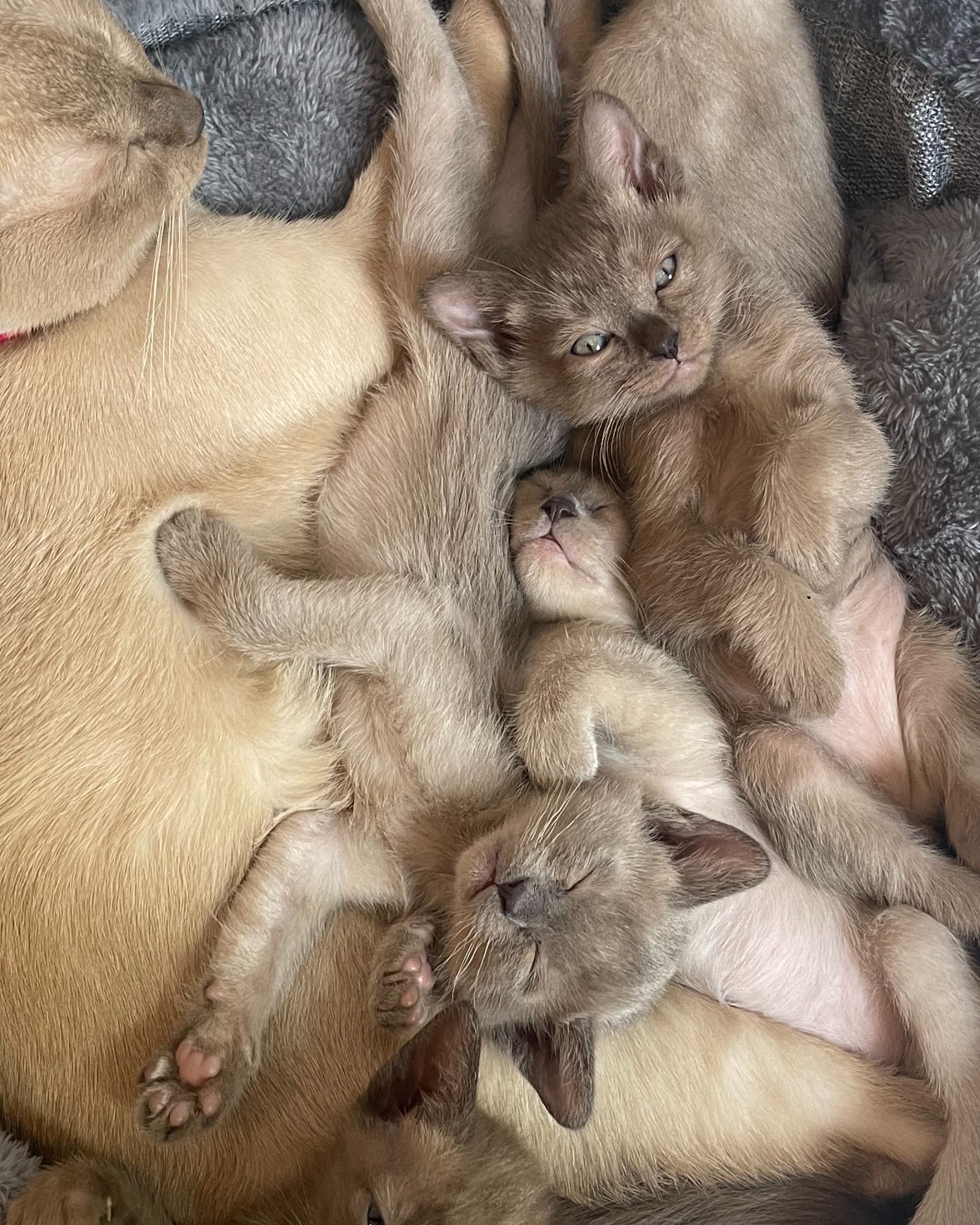 Companion Cats and Kittens