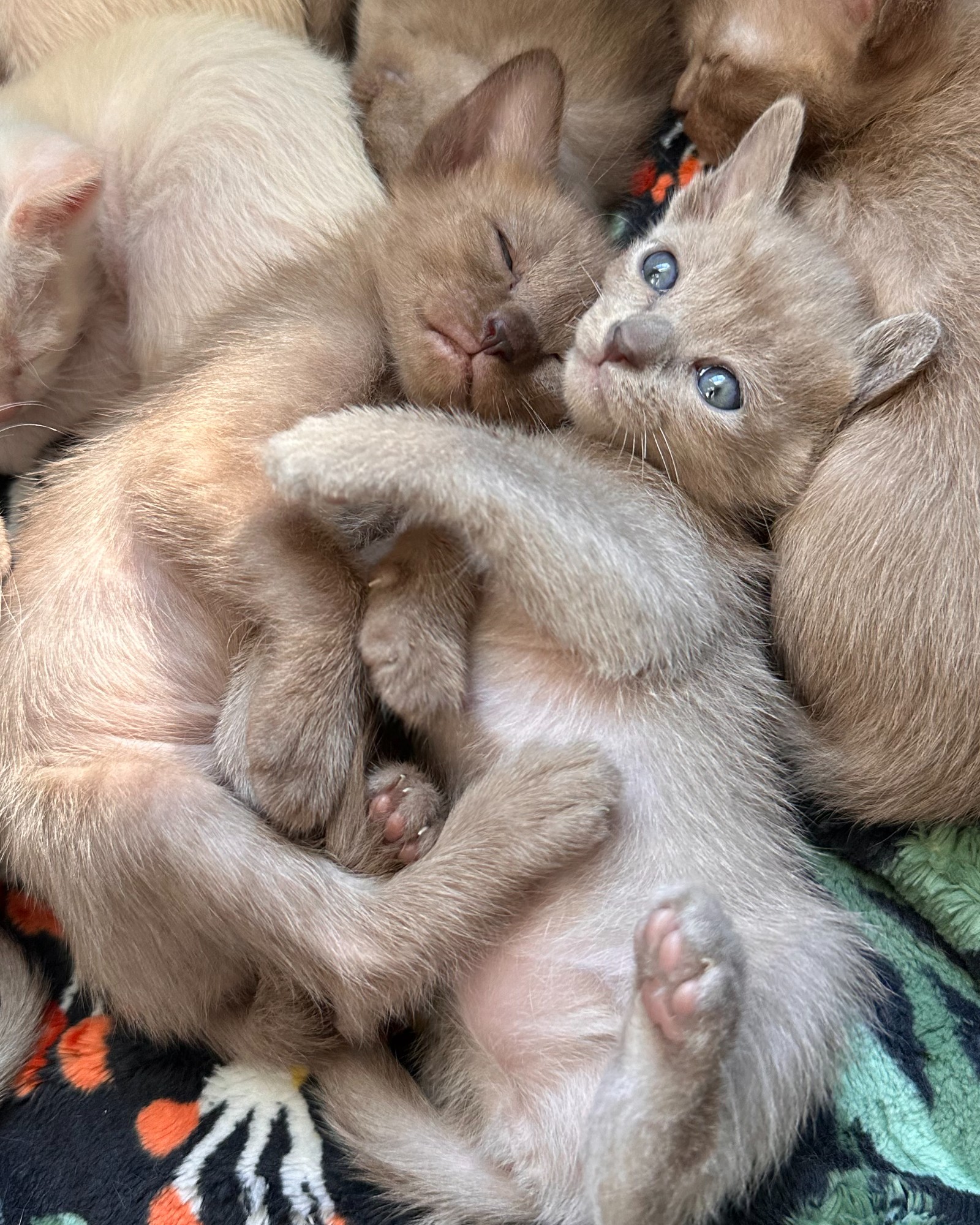Companion Cats and Kittens