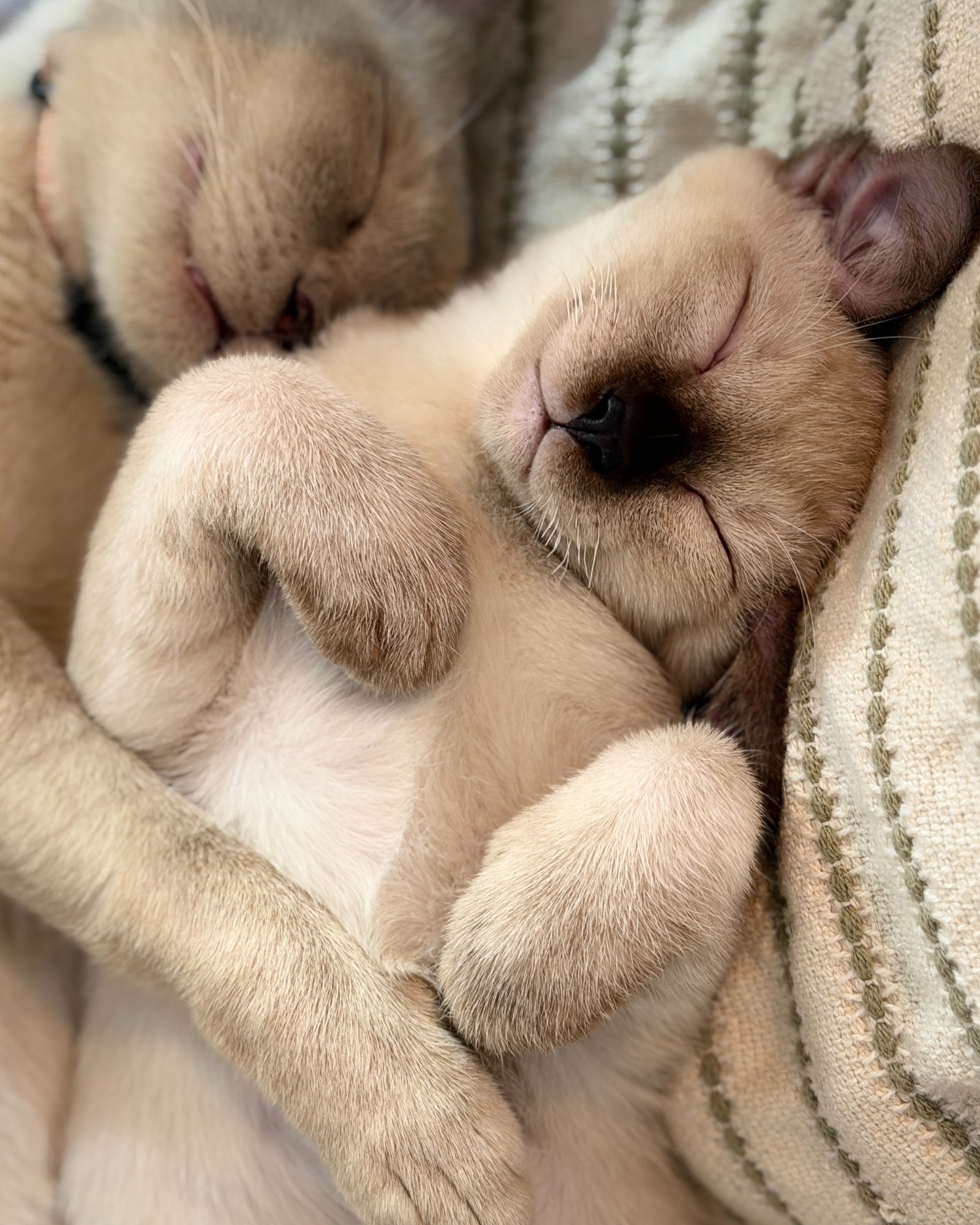 Companion Cats and Kittens