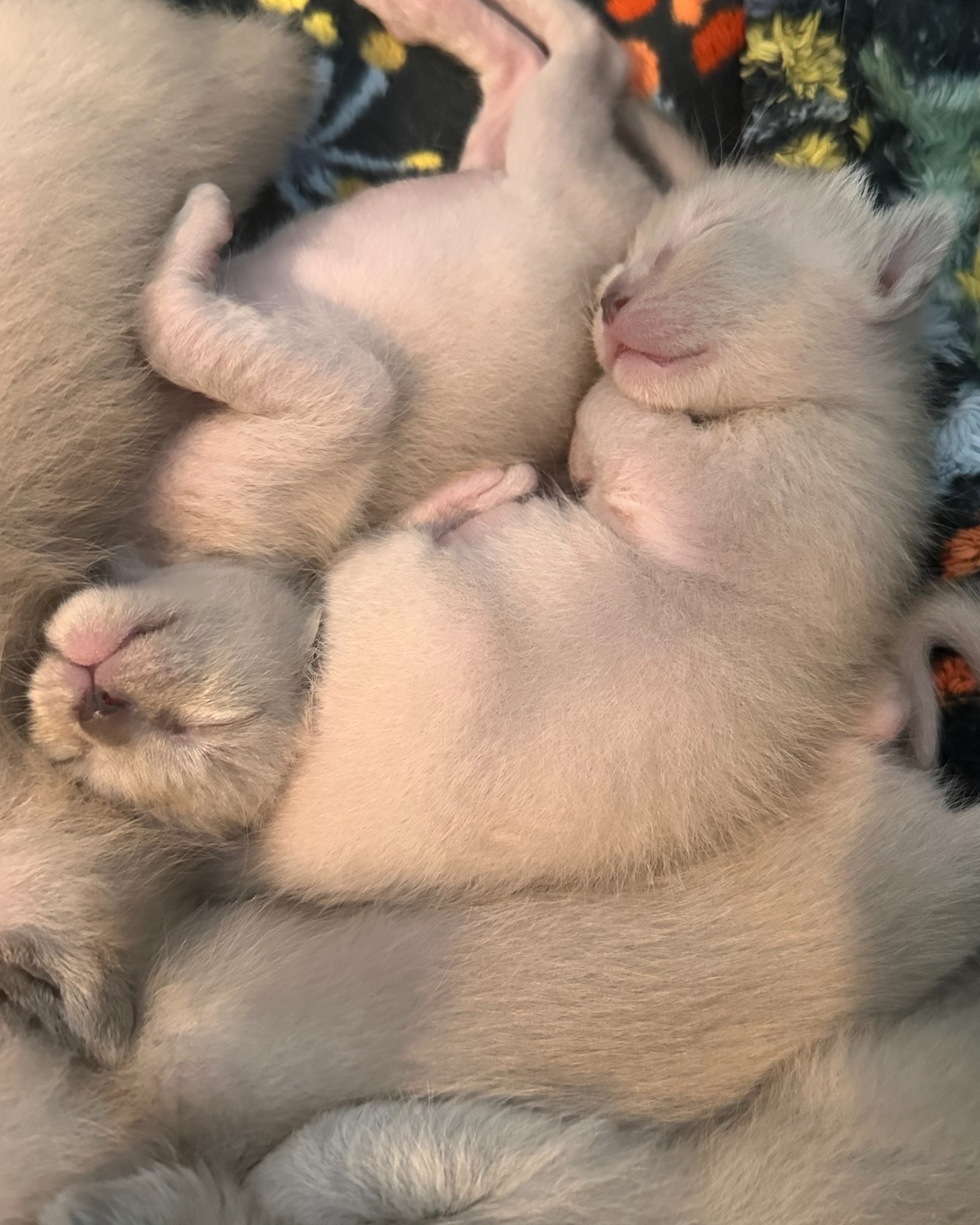 Companion Cats and Kittens