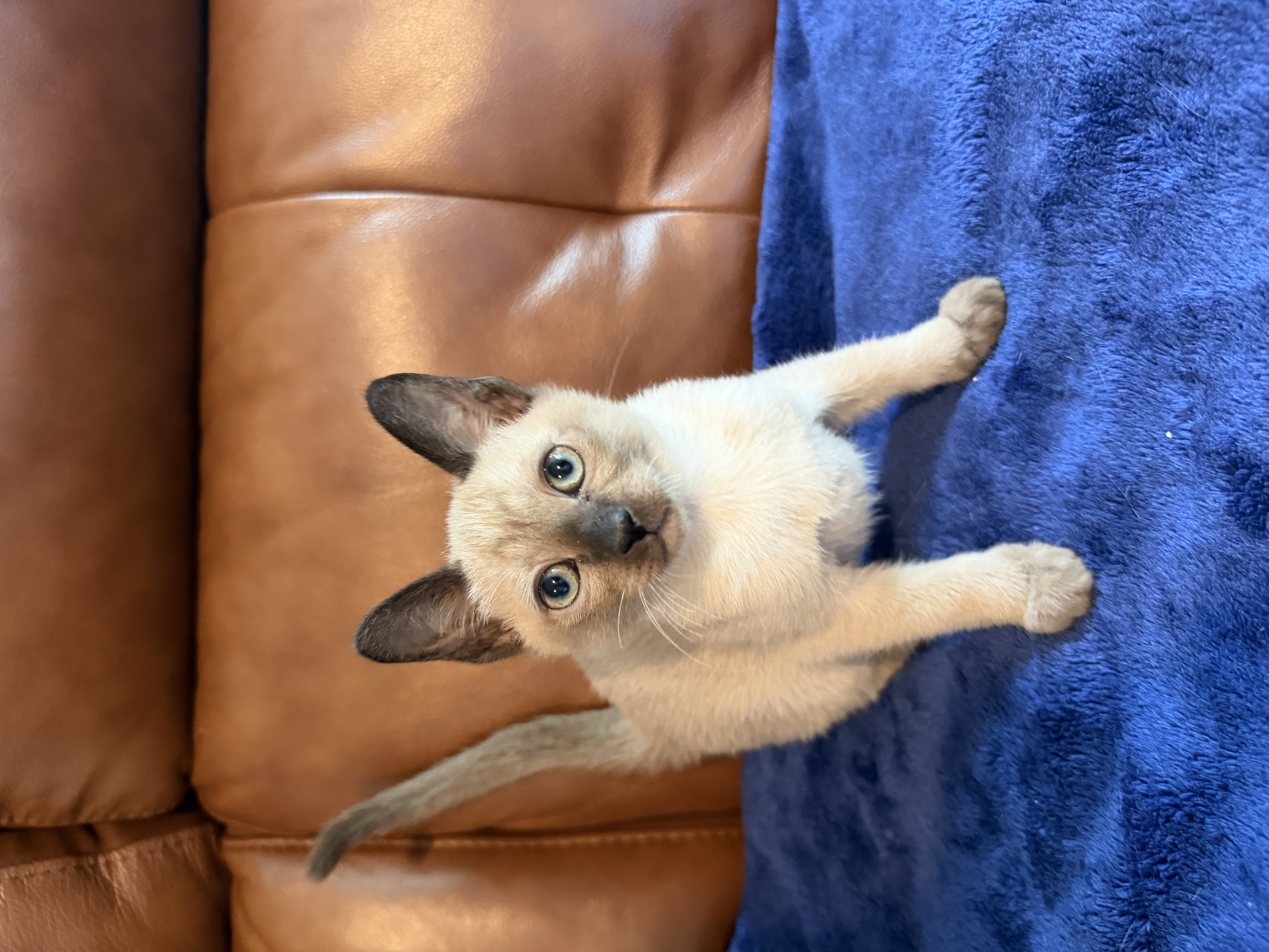 Alexander, a Burmese kitten
