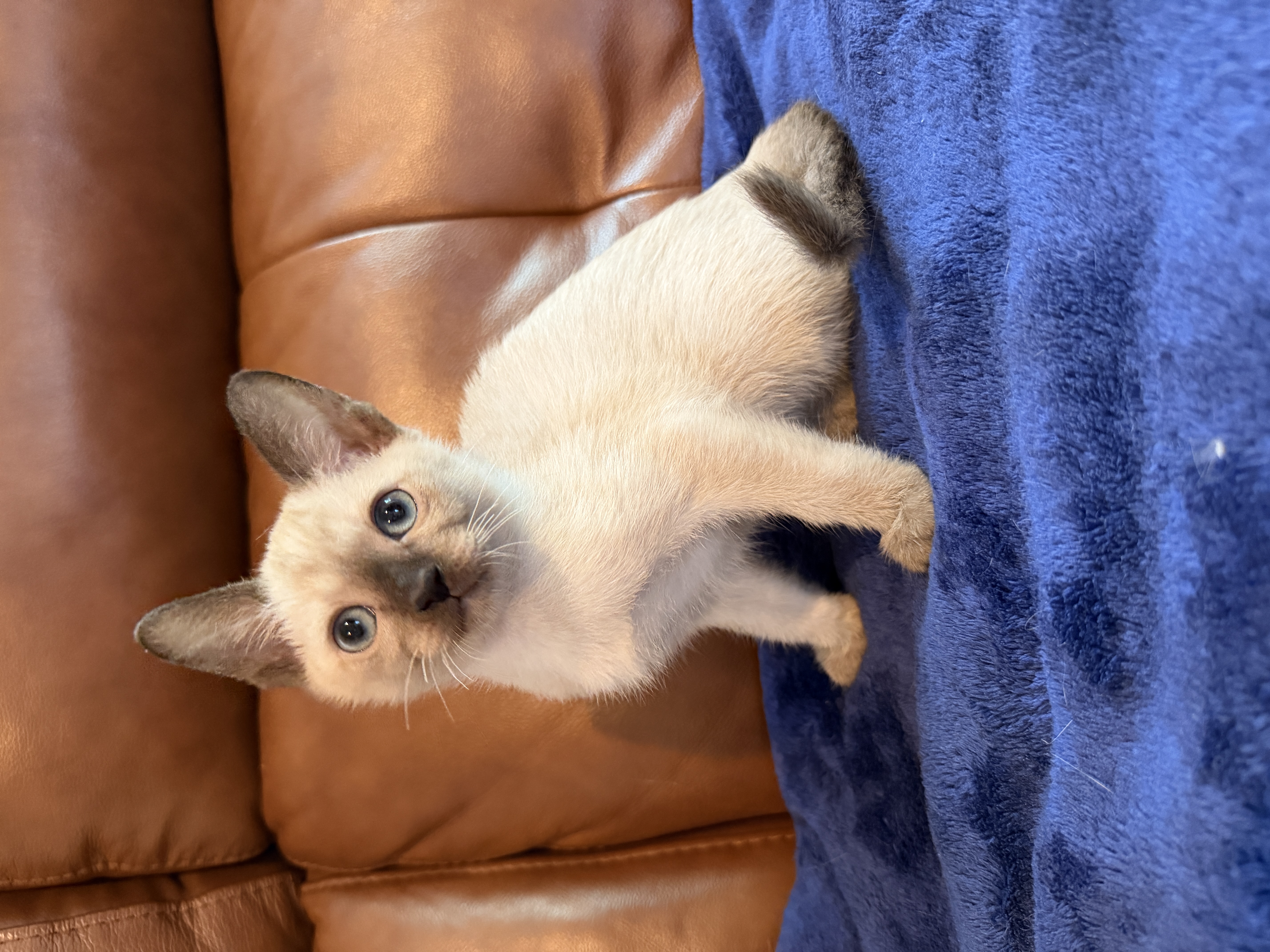 Henry, a Tonkinese kitten