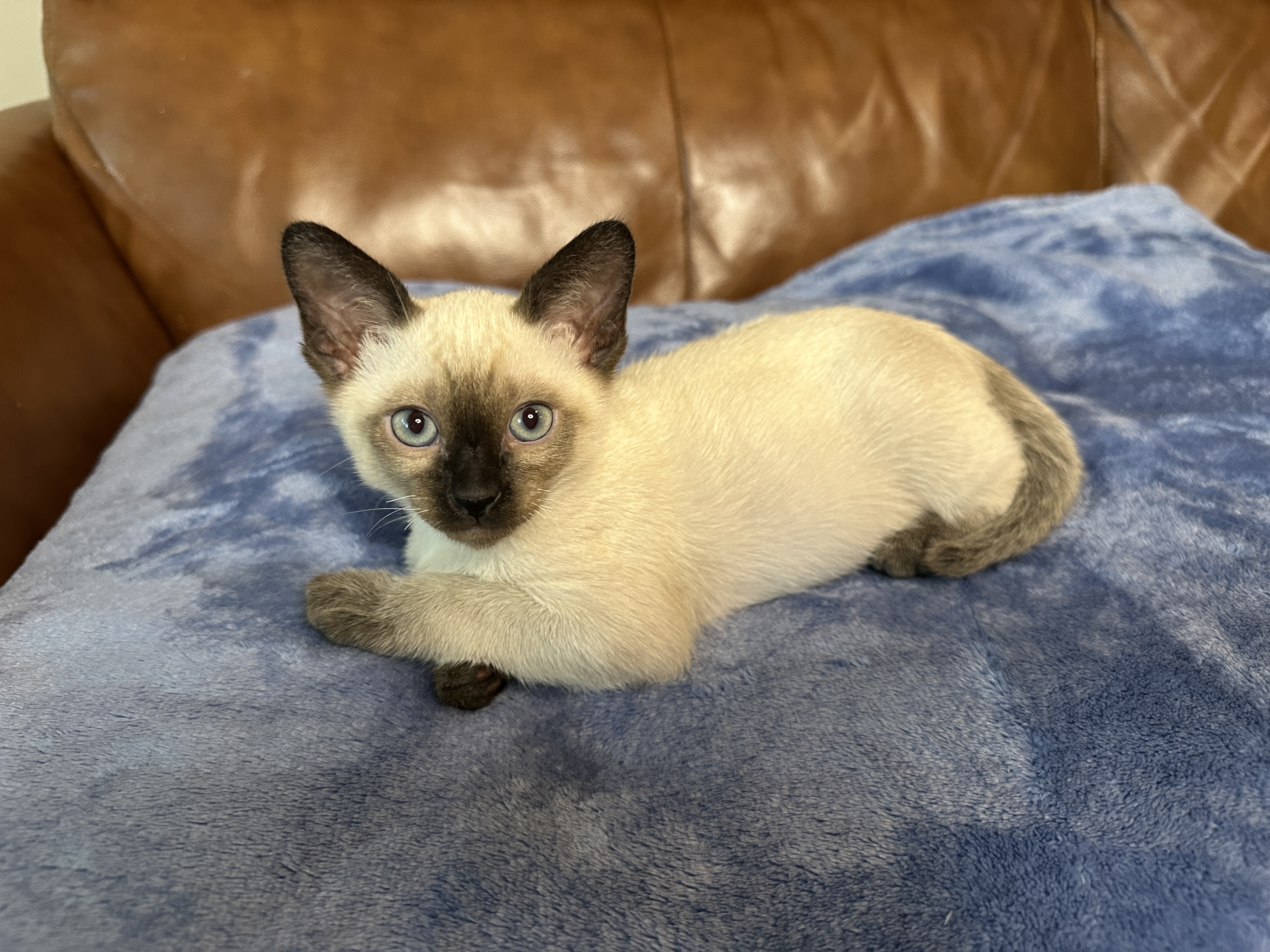 Juliette, a Siamese kitten