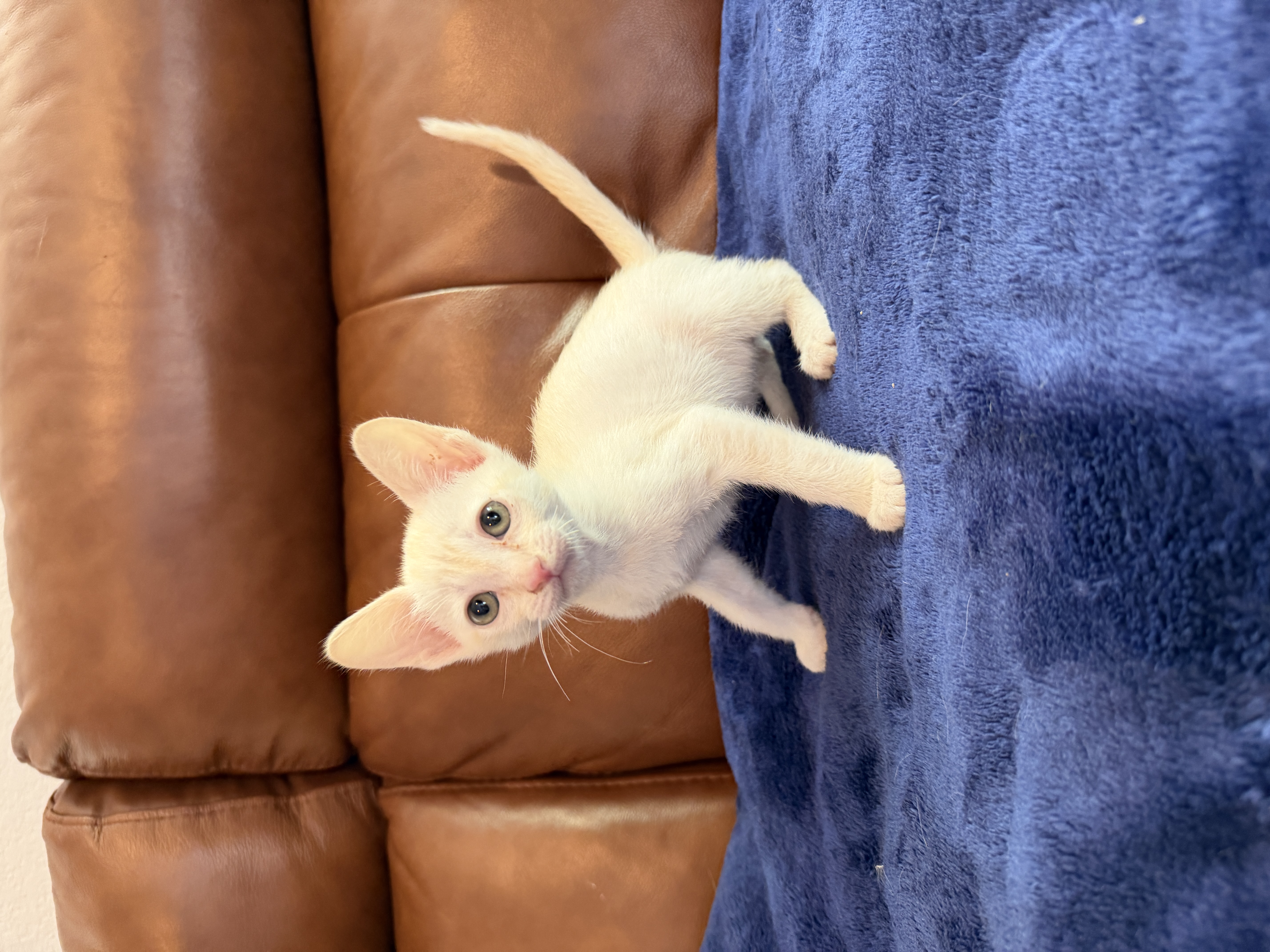 Mr. Butters, a Tonkinese kitten