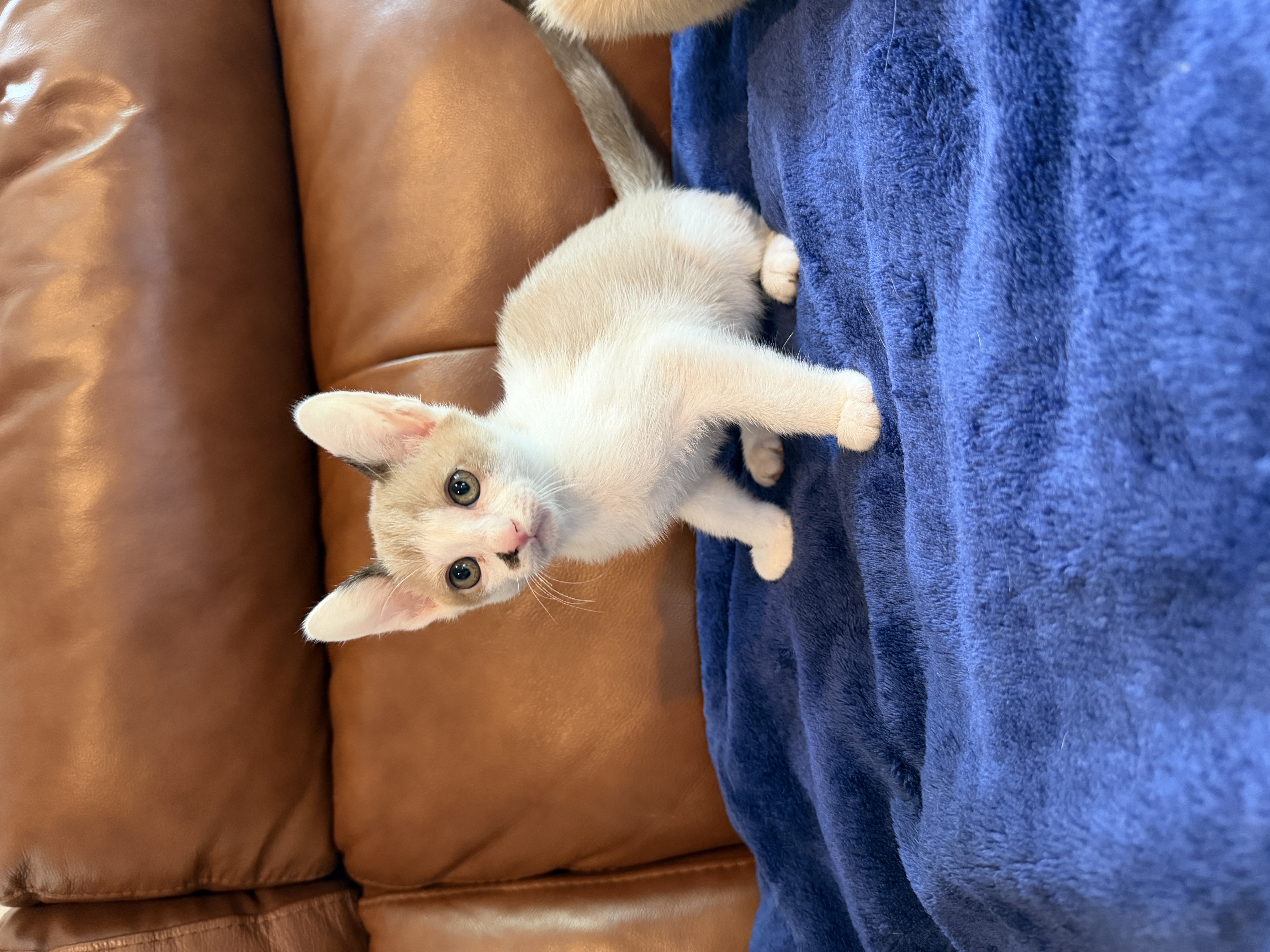 Mr. Finnegan, a Tonkinese kitten