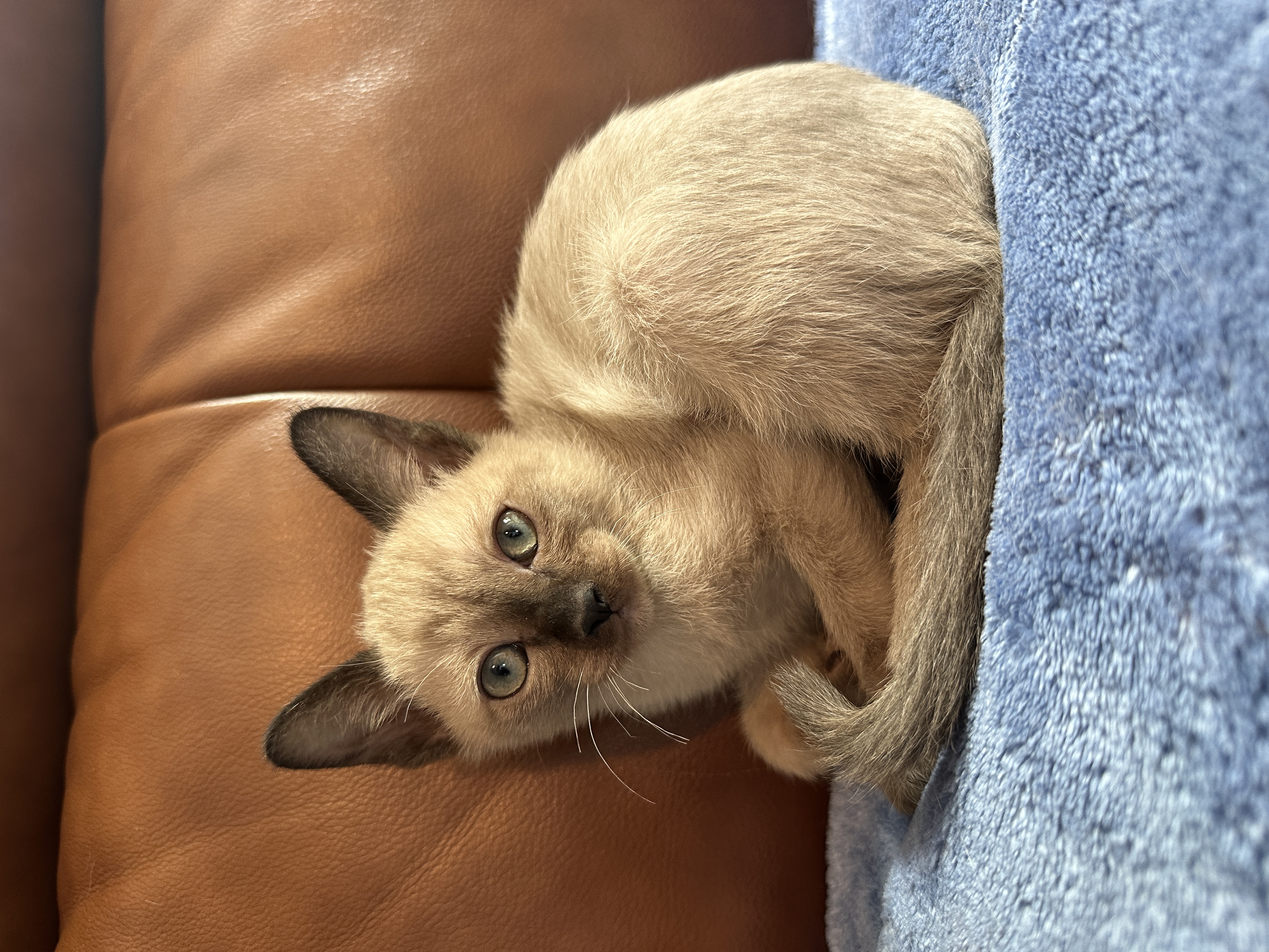 Penelope, a Burmese kitten
