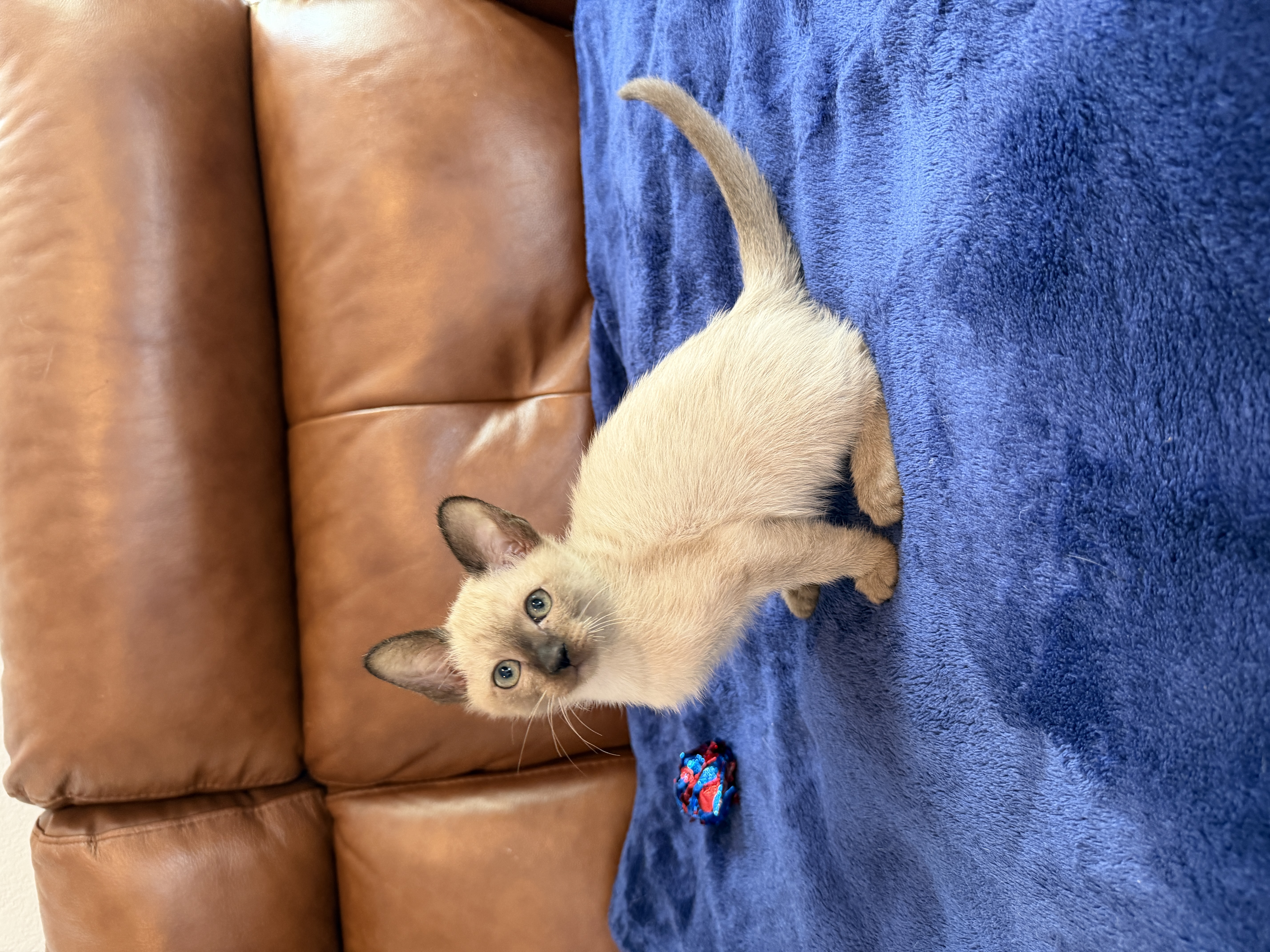Steven, a Burmese kitten
